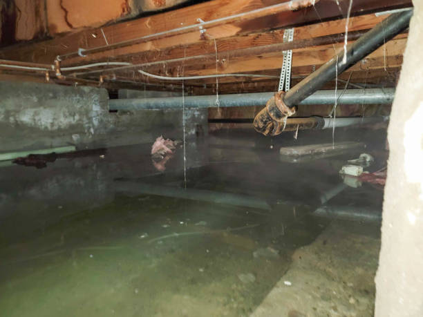 Best Flooded house restoration  in Palisade, CO